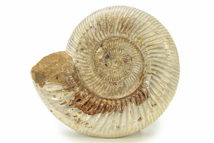 Jurassic Ammonite (Kranosphinctes) - Madagascar #270950